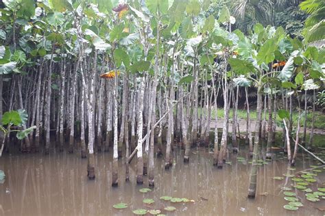 Ayahuasca Retreat Peru - Healing adventure in Peru