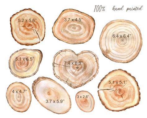 Watercolor Wood Slice Clipart Rustic Sign Slices Clip Art Rustic Tree