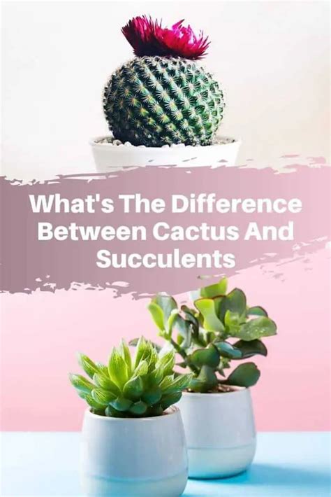 Whats The Difference Between Cactus And Succulents