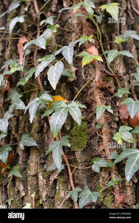 Ivy Hedera Helix Is A Wild Evergreen Climbing Plant That Stretches