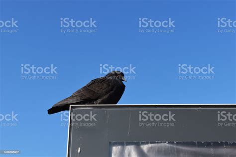 Perched Black Dove In Front Of Sky Background Stock Photo Download