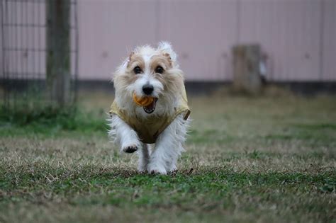 ボチボチでんな｜宮崎のドッグランはdogrun Sol