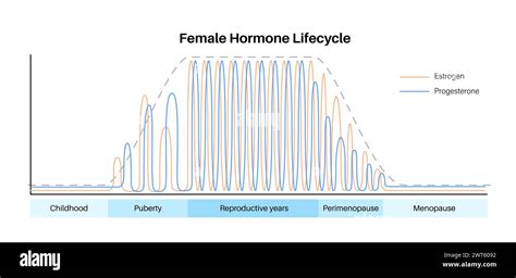 Cycle De Vie Des Hormones F Minines Illustration Taux D Strog Nes Et