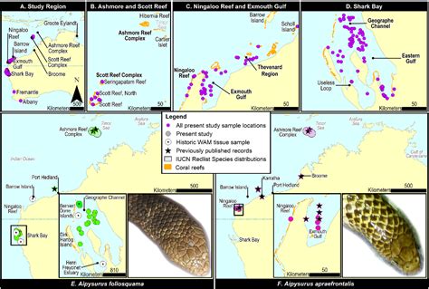 Figure 1 from New range and habitat records for threatened Australian sea snakes raise ...