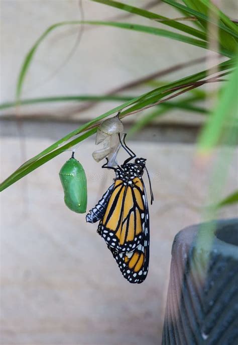 Monarch Butterfly (Danaus Plexippus) Stock Photo - Image of insect, creation: 23597234