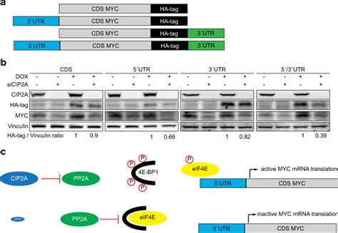 Cip2a Regulates Myc Mrna Translation Initiation A Schematic