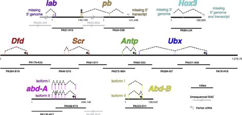 Genomic Organization Of Parhyale Hox Genes The Nine Parhyale Hox