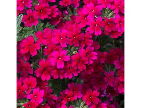 Mini Starter Plant Verbena Showboat Burgundy Knights Garden Centres