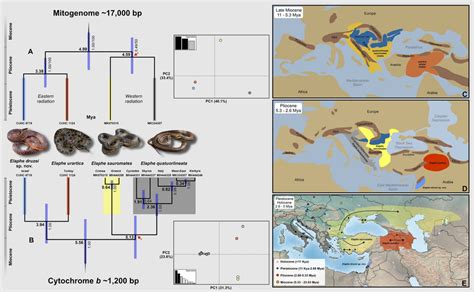 The dated phylogeny and Principal Component Analysis (PCA) based on ...