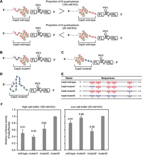 Effects Of The Polymorphic G Quadruplex Structure Of CapG 5 UTR On