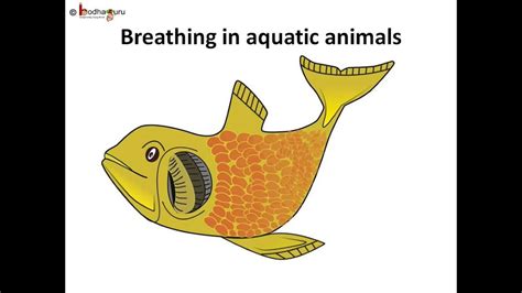 Top 124+ Different types of breathing in animals - Merkantilaklubben.org