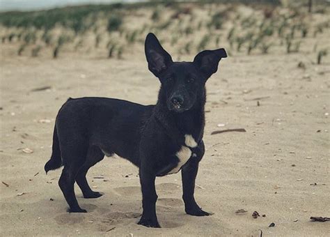 32 Cute Corgi Mixes That Ll Melt Your Heart A Corgi Mix Guide