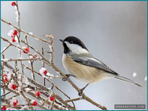 10 Birds That Don't Migrate In Winter | Birds Advice