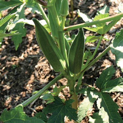 Jambalaya Okra Seeds