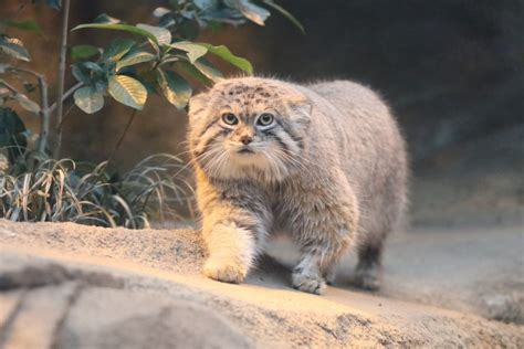 神戸どうぶつ王国辛いニュース イタリア生活から日本へ♡