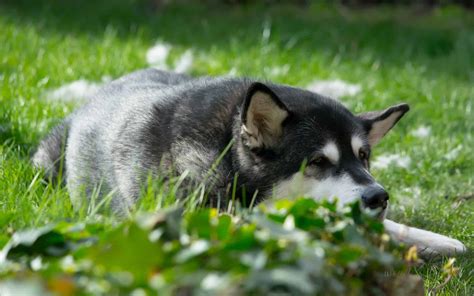 5 Essential Grooming Tools for Double Coated Dogs 2022 - The Malamute Mom