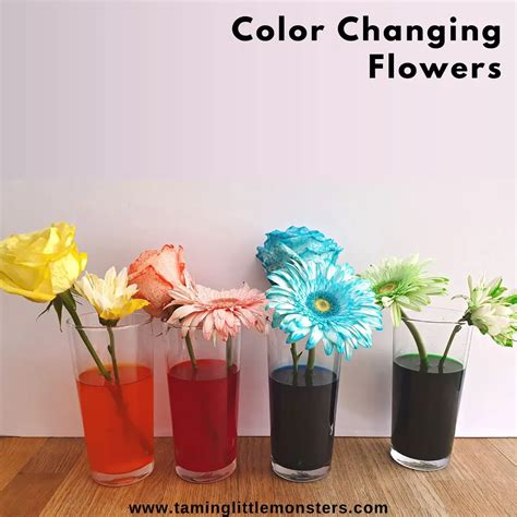 Flower Science Experiment Color Best Flower Site