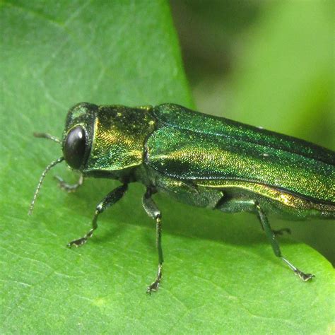 Michigan Emerald Ash Borer Invasive Species SEA LIFE Michigan Aquarium