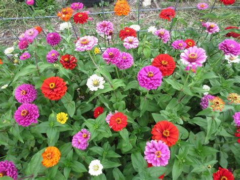 California Giant Zinnia Mix | White Harvest Seed Company