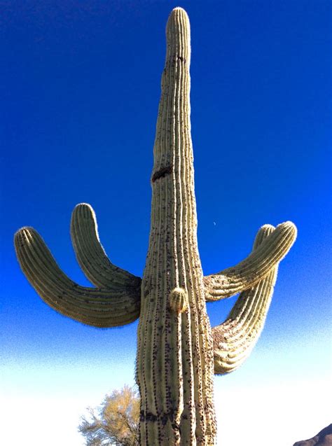 Saguaro In Tucson Cactus Plants Cactus Saguaro