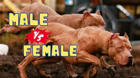 Male Vs Female Pit Bulls Exploring The Differences Youtube