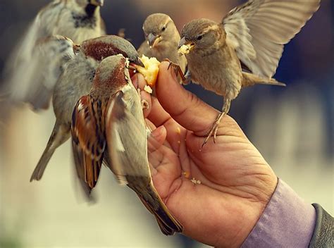 Is Feeding Wild Birds Good Or Bad? - WorldAtlas