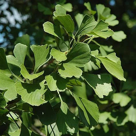 Princeton Sentry Ginkgo Tree For Sale Online The Tree Center