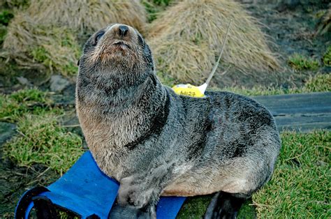 Northern Fur Seal Research In Alaska Noaa Fisheries