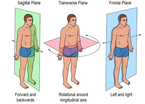 Planes Of Movement Mammoth Memory Definition Remember Meaning