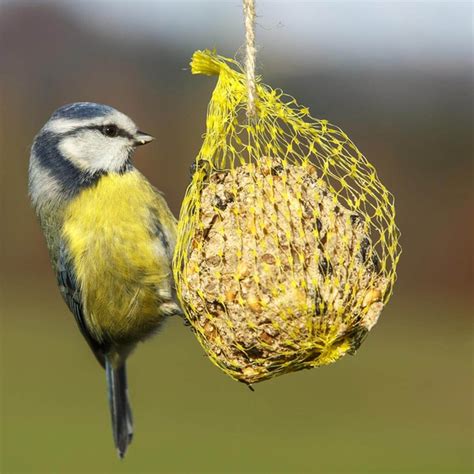 14 Easy DIY Winter Bird Feeders — The Family Handyman