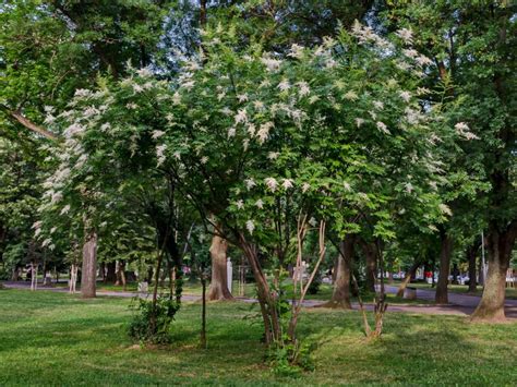 Ivory Silk Tree Lilac Care: Managing Problems With Japanese Tree Lilacs