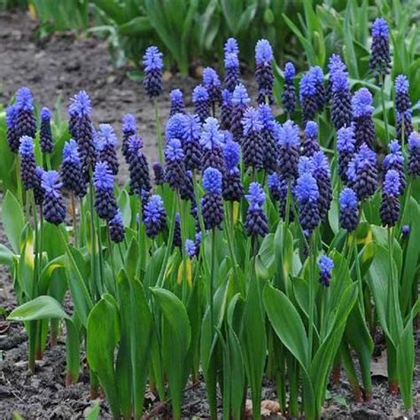 9 of the Best Grape Hyacinth Varieties for the Garden | Gardener’s Path