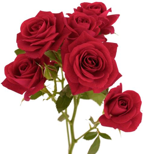 5 Flower Red Rose Png Image Transparent Onlygfx Com Riset