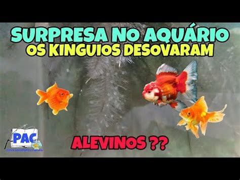 Reprodução dos Kinguios Surpresa no aquário YouTube