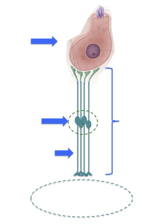 Nervous pathway Diagram | Quizlet