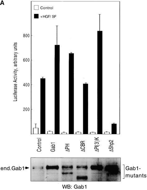 Association Of Gab With Shp Is Required For Activation Of The Mapk