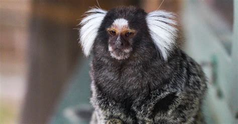 The Ultimate Guide To Diaper Training Your New Pet Marmoset Monkey