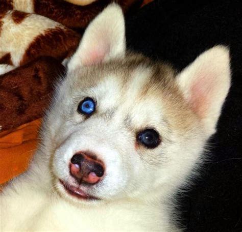 Purebred Siberian Husky Puppy Bi Eyed For Sale In Tucson Arizona