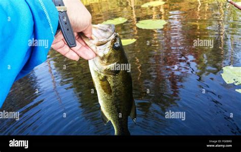 man holding bass  res stock photography  images alamy