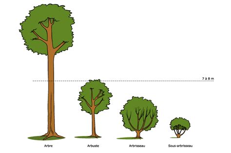 Morphologie Des Tiges Biologie