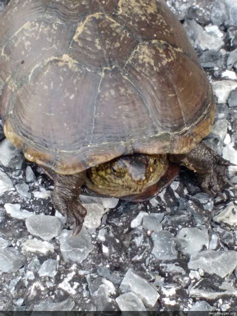 Eastern Mud Turtle Kinosternon Subrubrum Subrubrum HM 223721