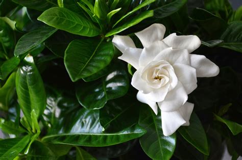 How To Root Gardenias In Water Hunker