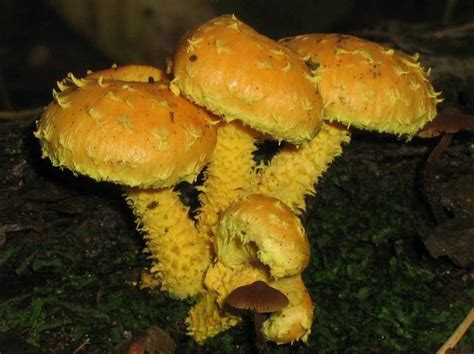 Pholiota Flammans Fungi Of Northern Maine INaturalist