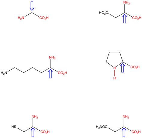 Alpha Amino Acid Chemistry Libretexts