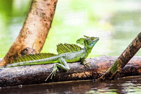 Common Basilisk Jesus Christ Lizard Basiliscus Basiliscus