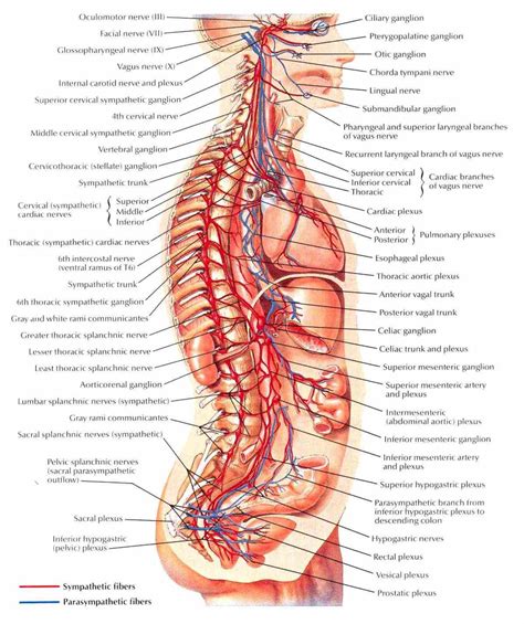 Anatomy The Nervous System | MedicineBTG.com