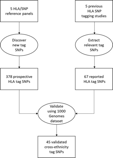 Cross Ethnicity Tagging Snps For Hla Alleles Associated With Adverse