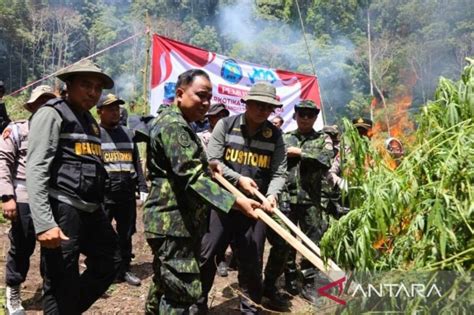 2 5 Hektare Lahan Ganja Di Aceh Besar Dibakar BNN