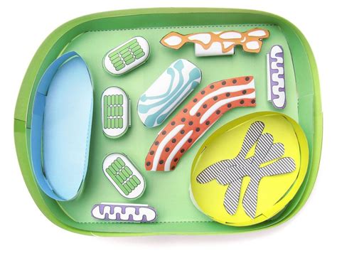 Simple Plant Cell 3 D Model Making Kit®