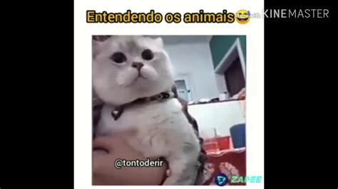 Memes De Animais Falantes Youtube